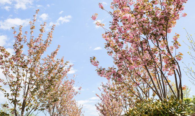 «Мрия» курорт (бывш. MRIYA RESORT&SPA)